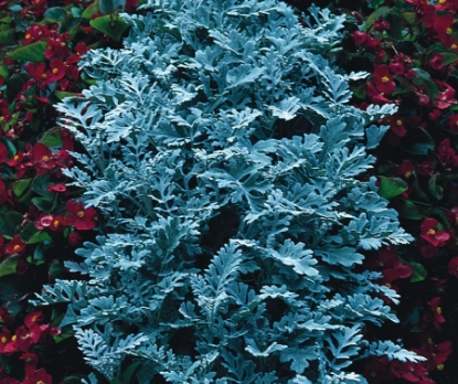 Picture of Cineraria - Silver Dust